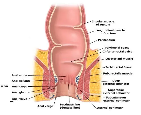 anorectal disorder